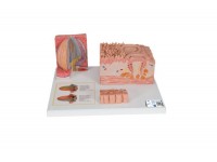 model wątroby - 3b smart anatomy - 1000312 [k24] 3b scientific modele anatomiczne 10